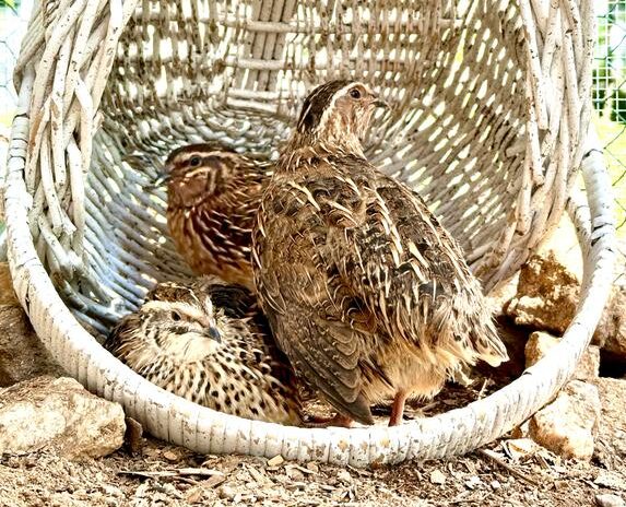 all flock poultry feed review