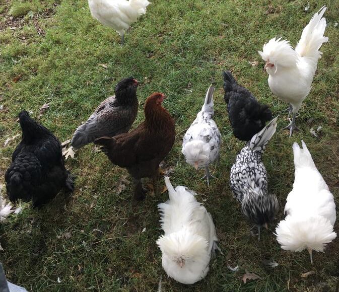 multi species flock in grass