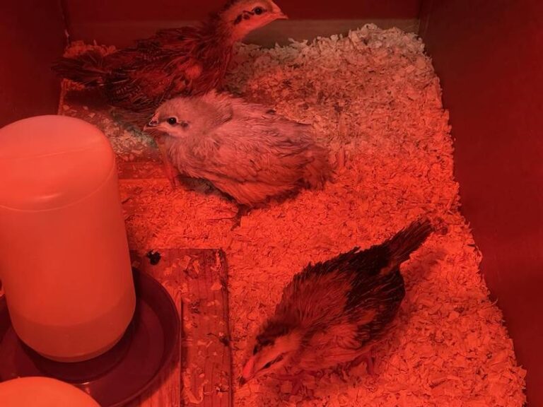 nutrena naturewise chick starter grower feed medicated testimonial