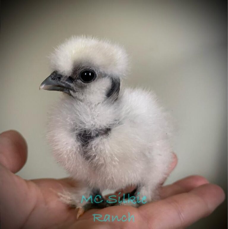NatureWise Silkie and Ornamental Chick Starter Testimonial