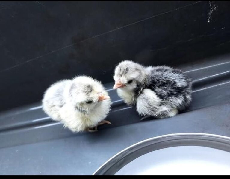 NatureWise Chick Starter and Grower Testimonial