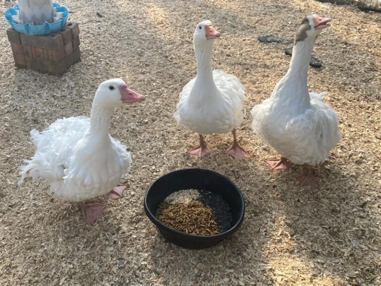 nutrena duck feed testimonial