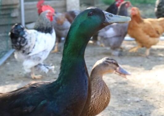 nutrena duck feed testimonial