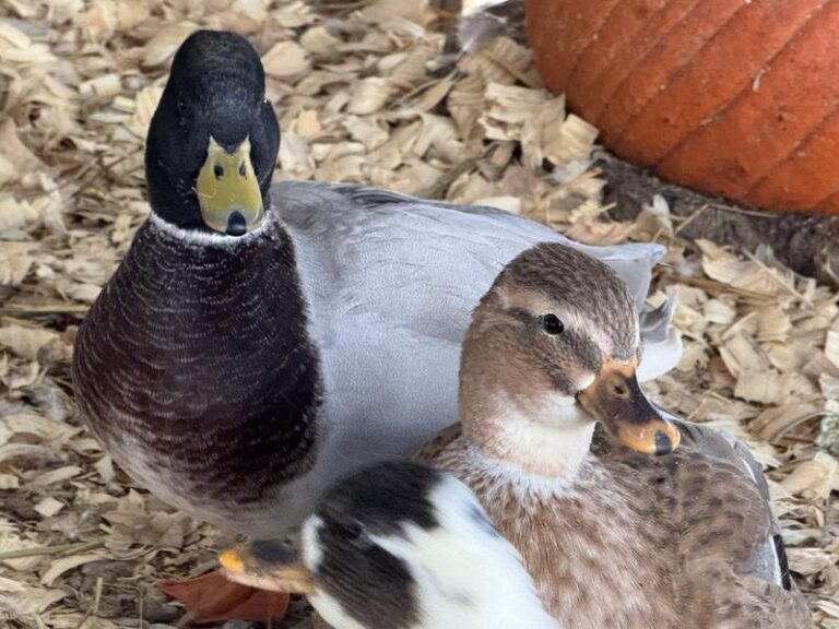 Nutrena NatureWise Waterfowl Testimonial