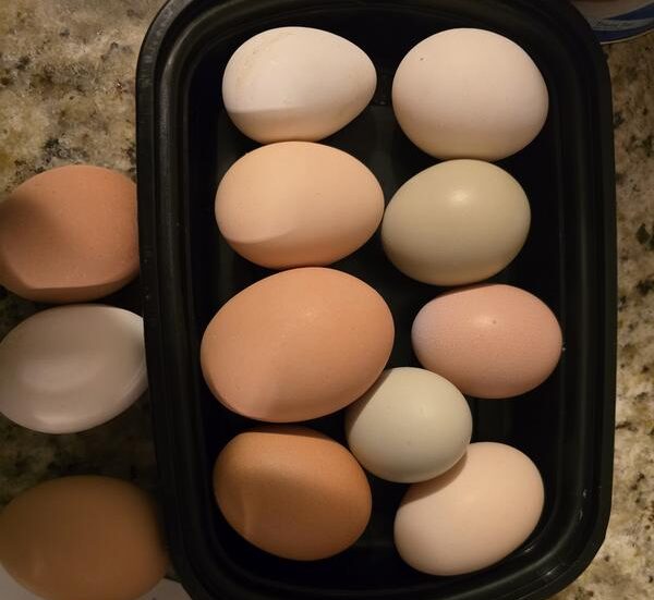 Poultry Layer Feed Testimonial