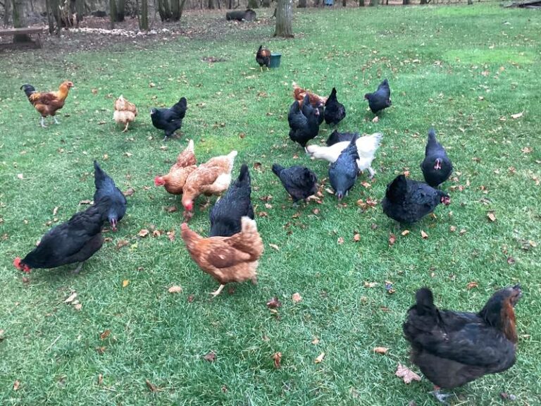 Nutrena NatureWise Harvest Blend