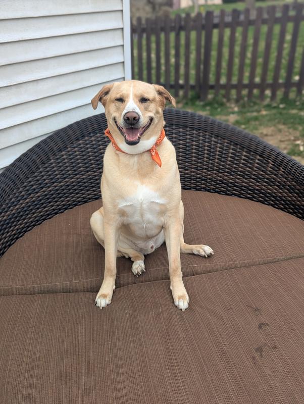 Sensitive Skin and Coat Review Photo