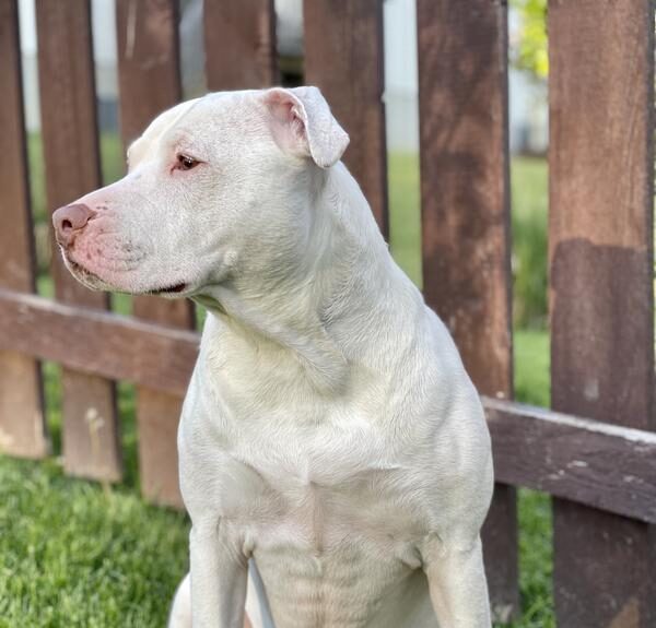 LL Chicken and Brown Rice Review Photo