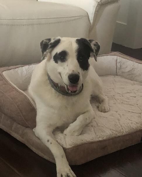 sensitive skin and coat review photo