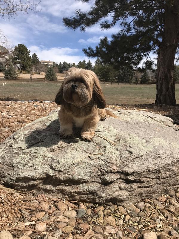 small dog on rock