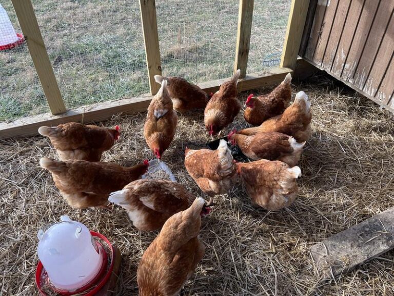 brown chickens eating in coop