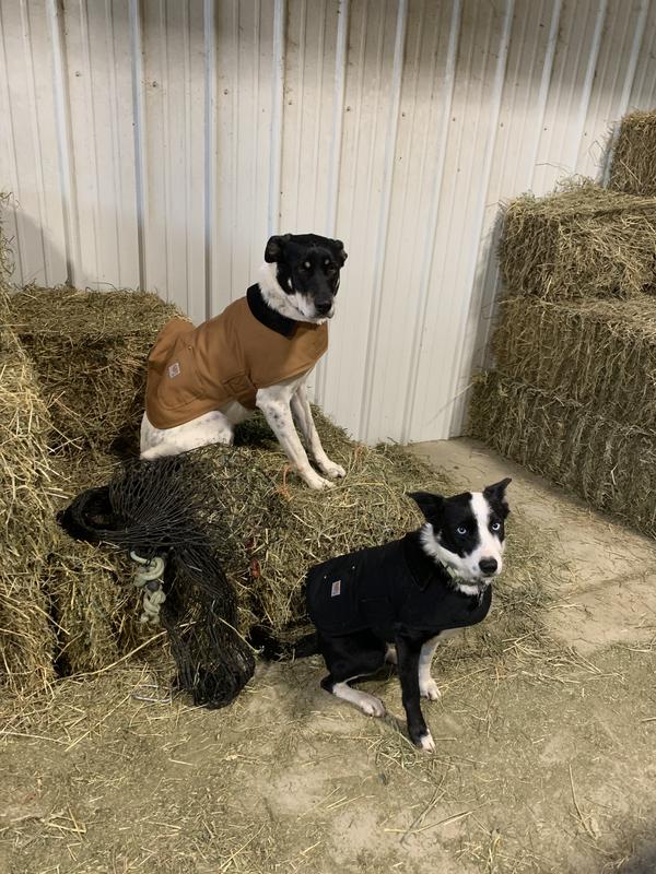 Two dogs on hay