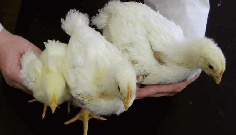 feeding meat birds probiotics