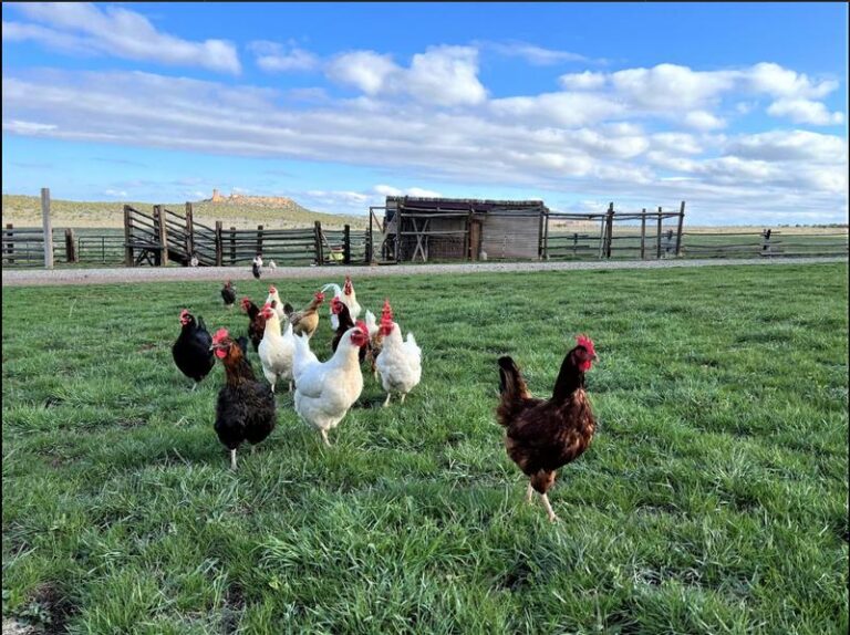 nutrena layer feed testimonial