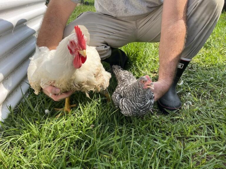 meatbird testimonial from man