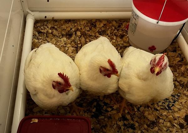 Nutrena NatureWise Meat Bird testimonial for meat birds