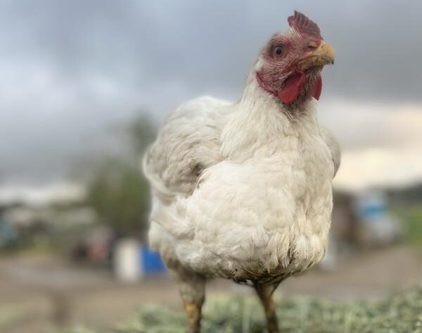 Nutrena NatureWise Meat Bird Feed Testimonial