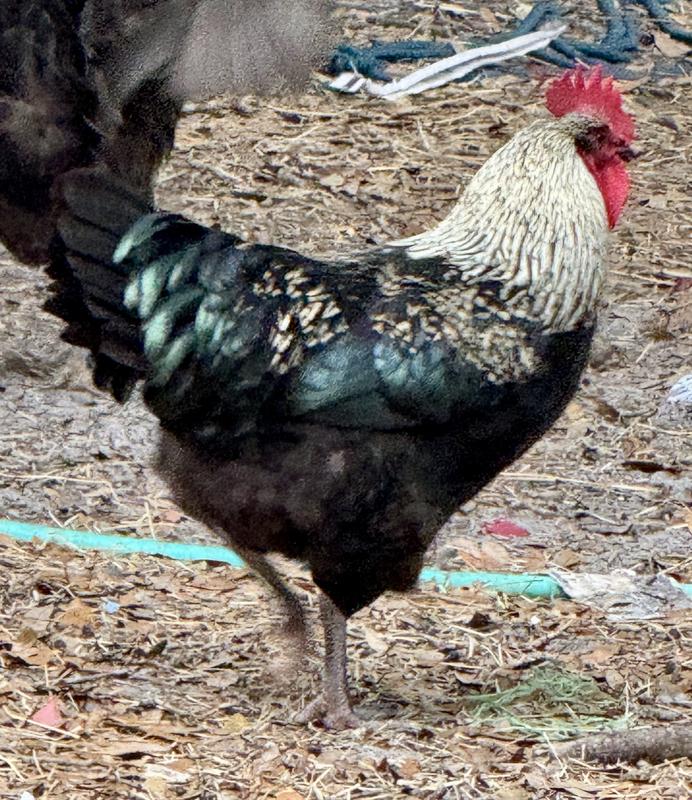 Nutrena NatureWise Feather Fixer Poultry Feed for Molting