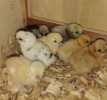 naturewise silkie & ornamental chick