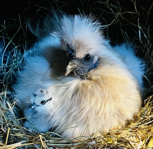 silkie & ornamental testimonial