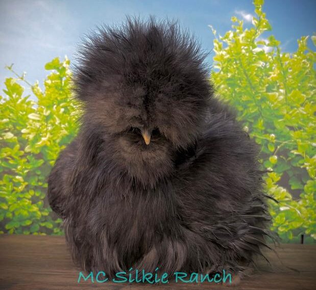 silkie & ornamental testimonial review