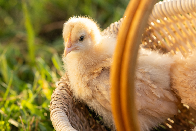 chick in a basket