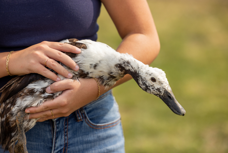 goose being held and loved on