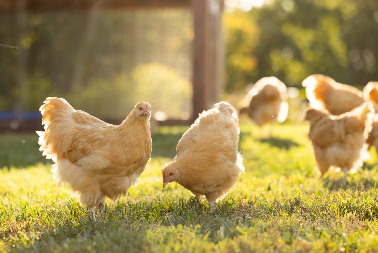 laying hens walking in grass after enjoying Nutrena feed