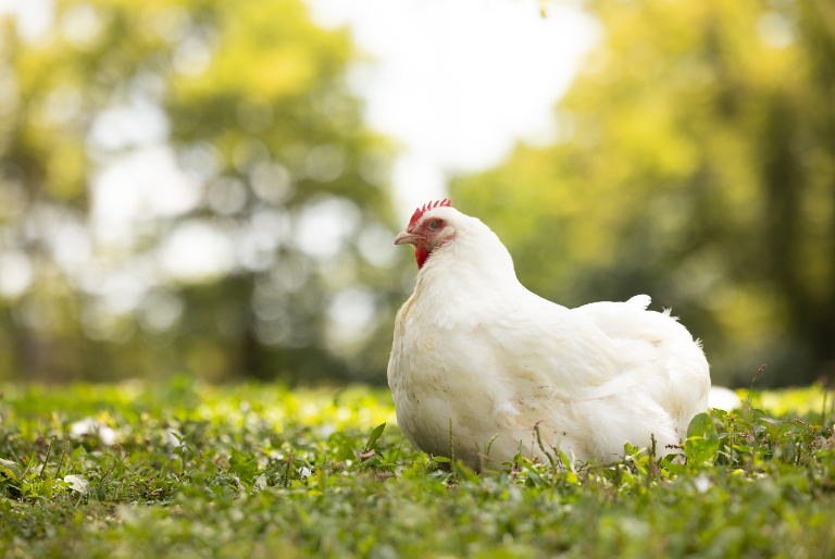 nutrena meatbird chicken in grass