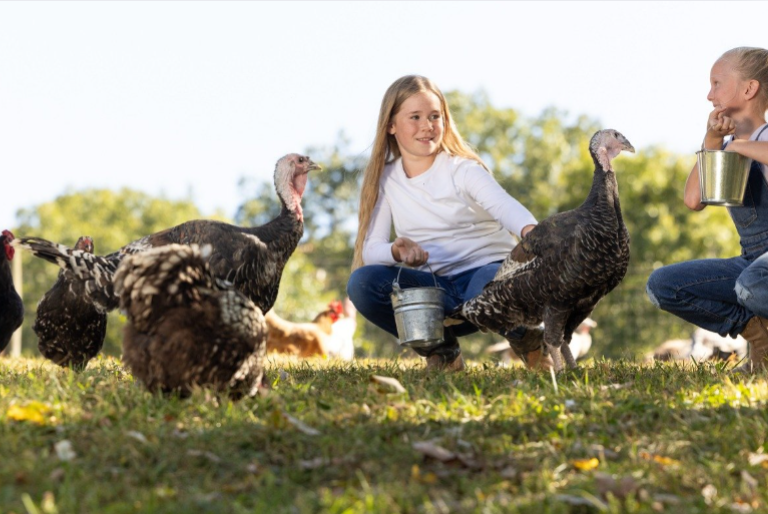 girl feeding mixed flock