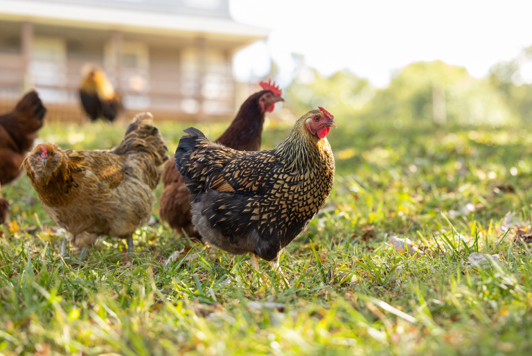 chickens during molt