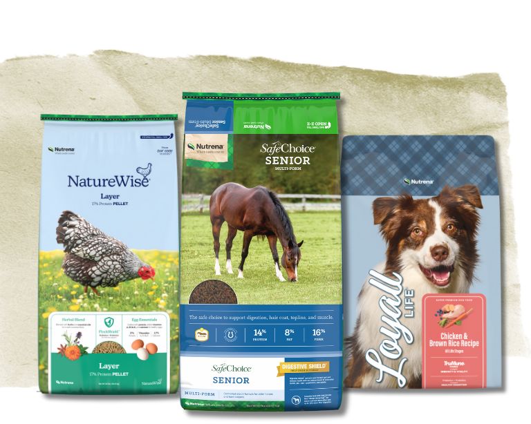 NatureWise Layer, SafeChoice Senior, & Loyall Life Chicken & Brown Rice bags.