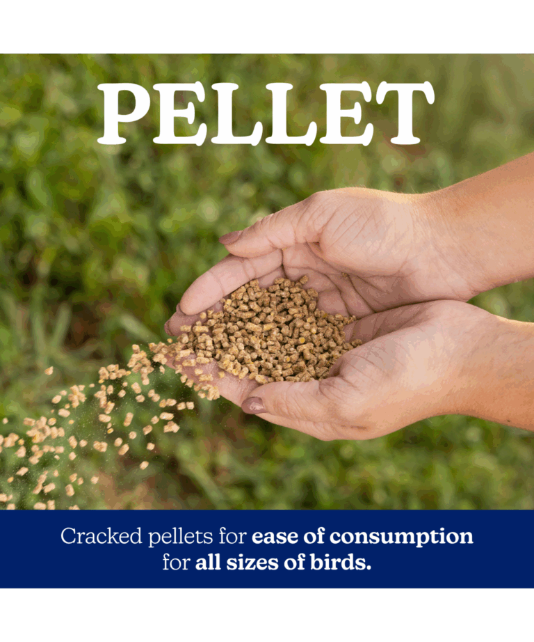 NatureWise All Flock 20% Protein layer pellet feed form