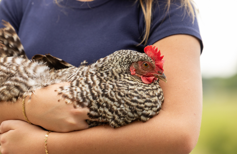 person holding laying hen who has eaten Nutrena NatureWise layer feed