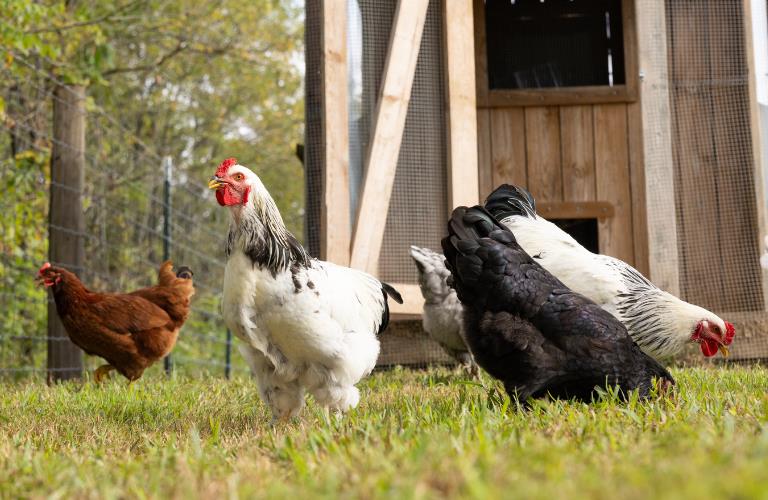 nutrena poultry feed education