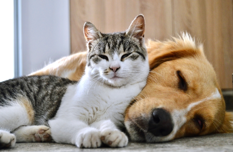 dog and cat snuggling