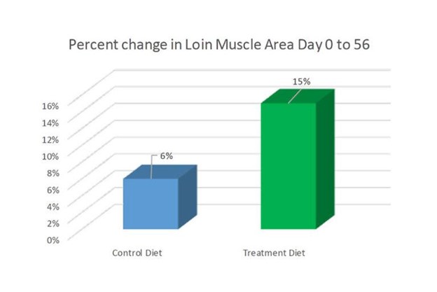 percent change in loin muscle