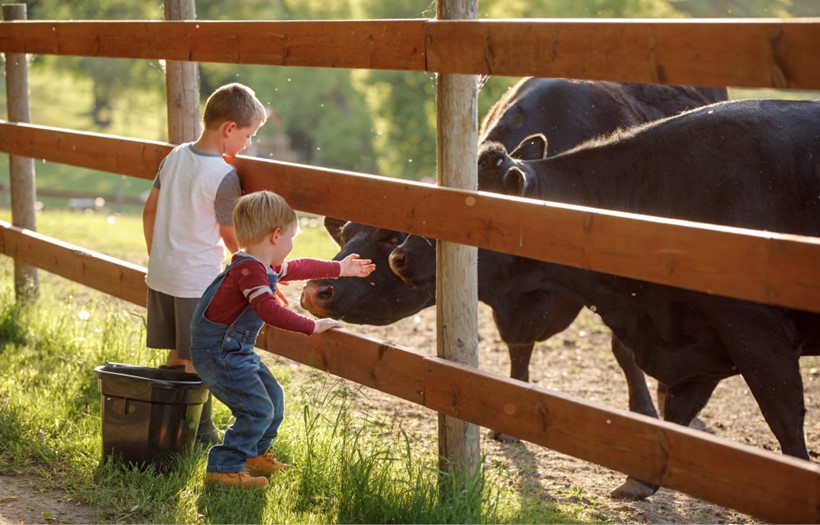 Kids feeding beef cattle Nutrena NutreBeef