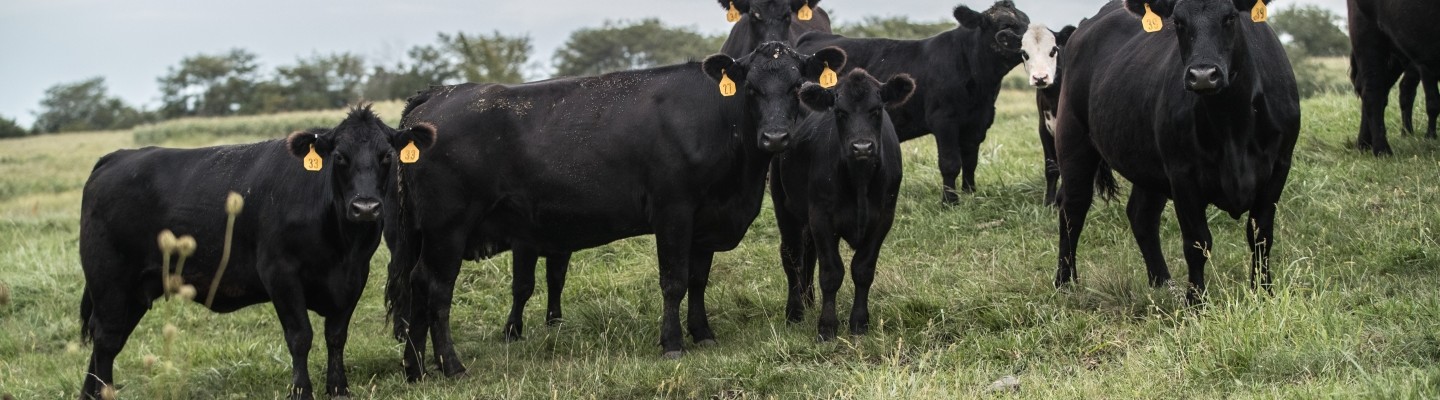 nutrena beef cattle in a field