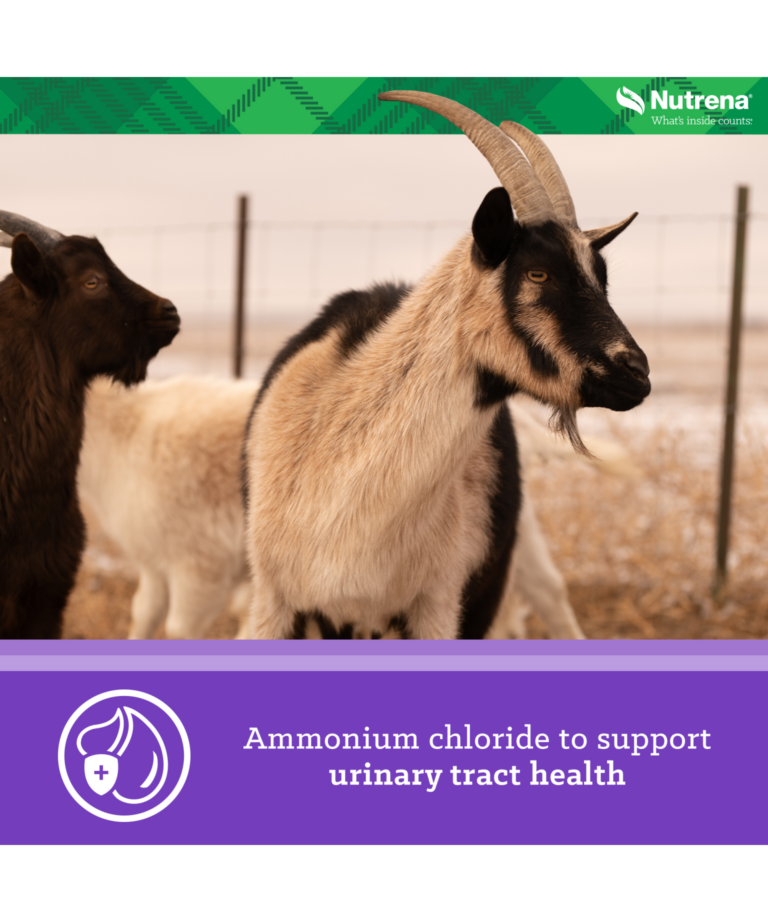 Nutrena Goat Medley with ammonium chloride to support urinary tract health