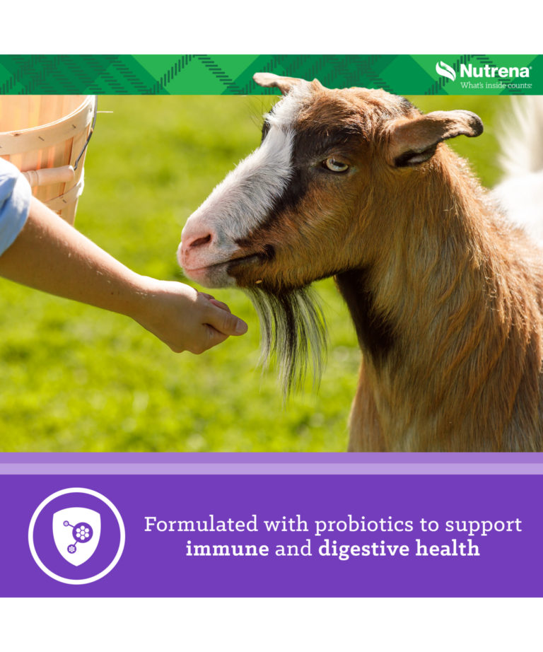 Nutrena Goat Medley formulated with probiotics to support immune and digestive health
