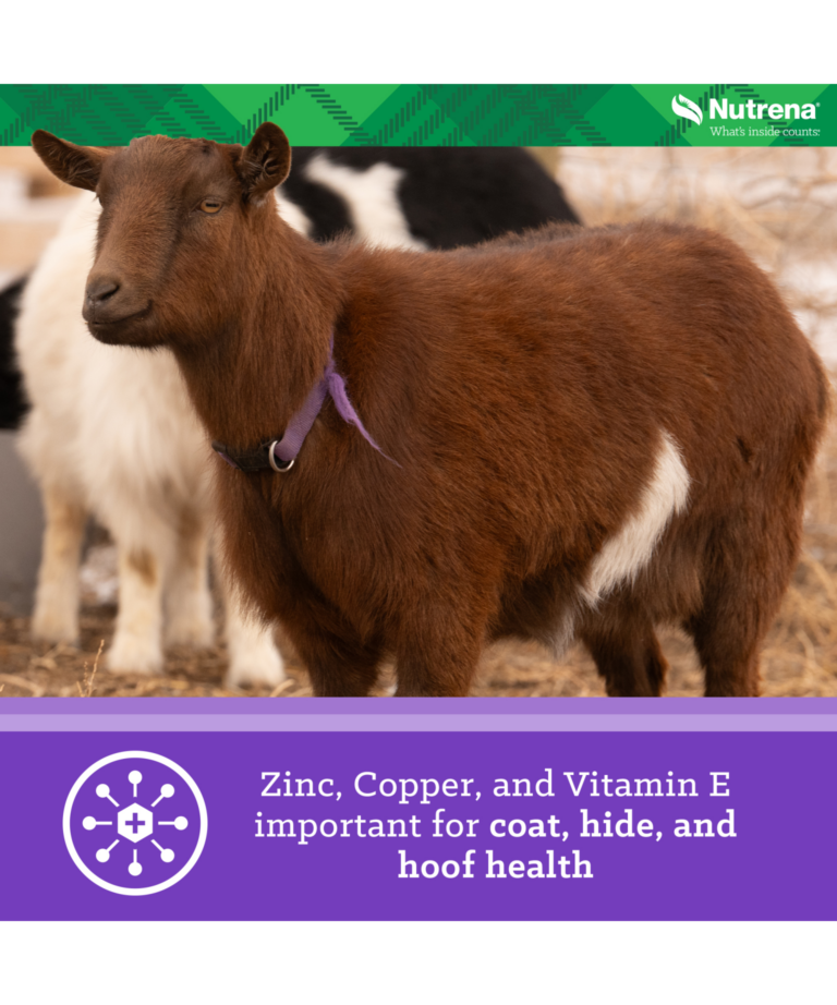 Nutrena Goat Medley with zinc, copper, and vitamin e