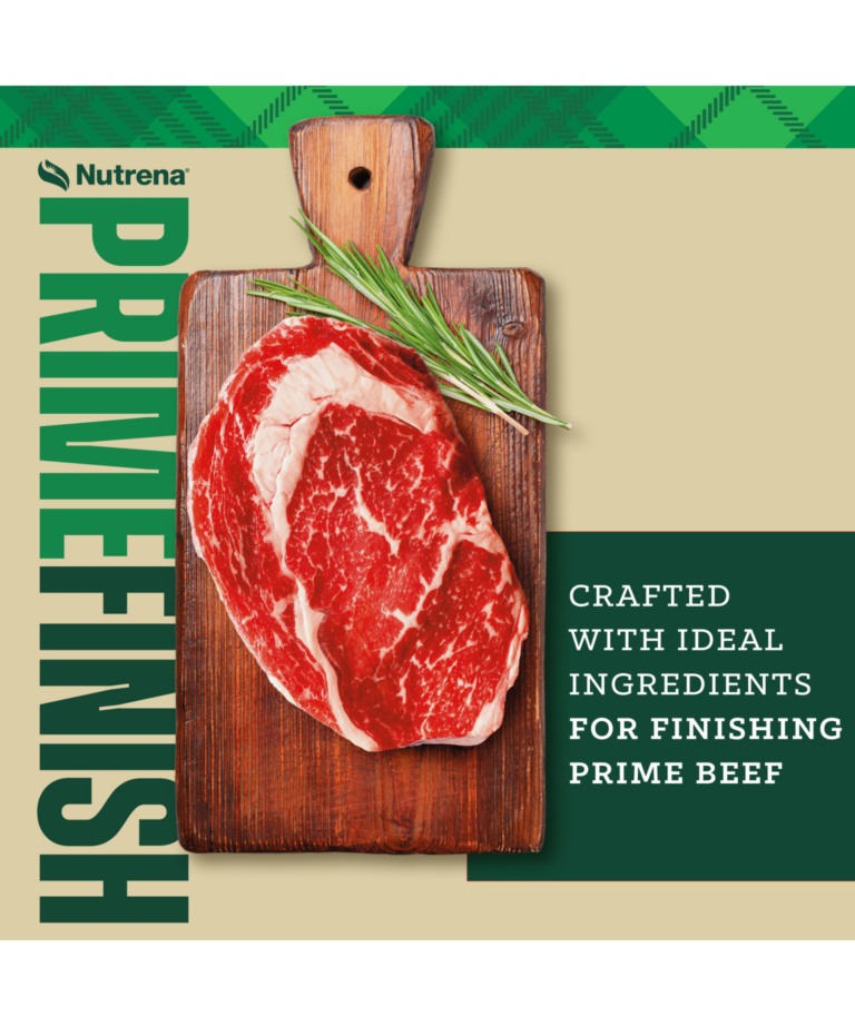 Nutrena NutreBeef Prime Finish is crafted with ideal ingredients for finishing prime beef