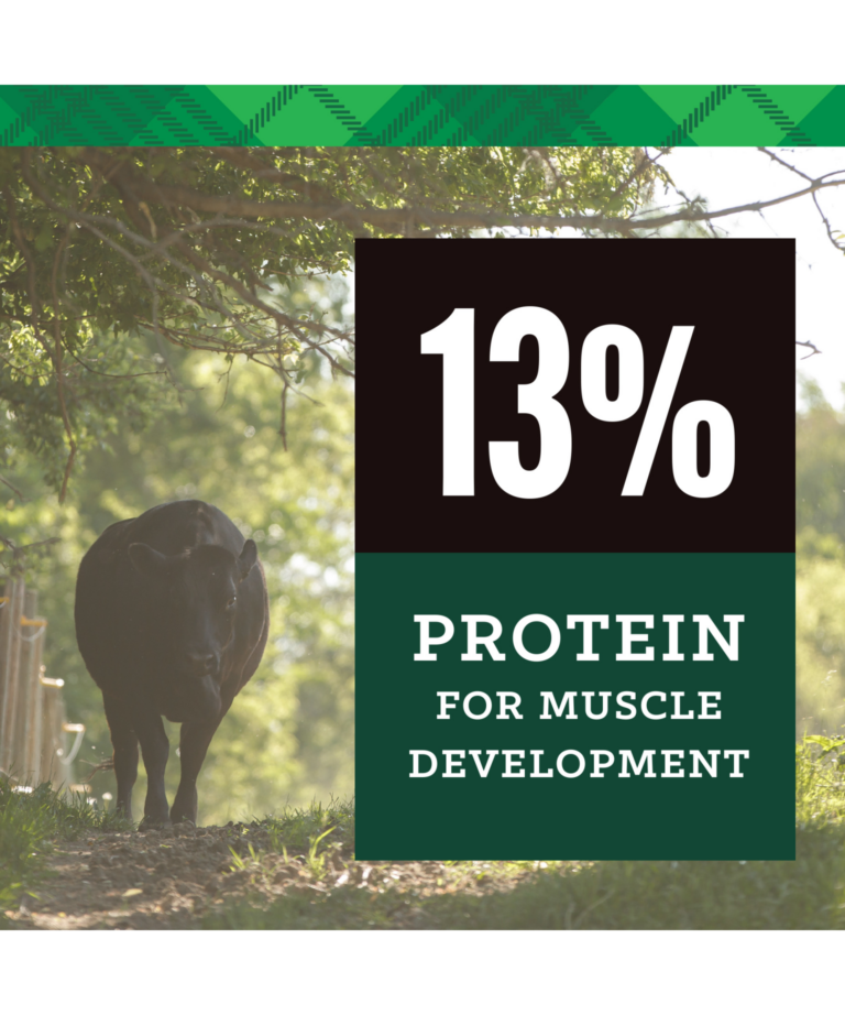 NutreBeef Prime Finish with 13% protein for muscle development