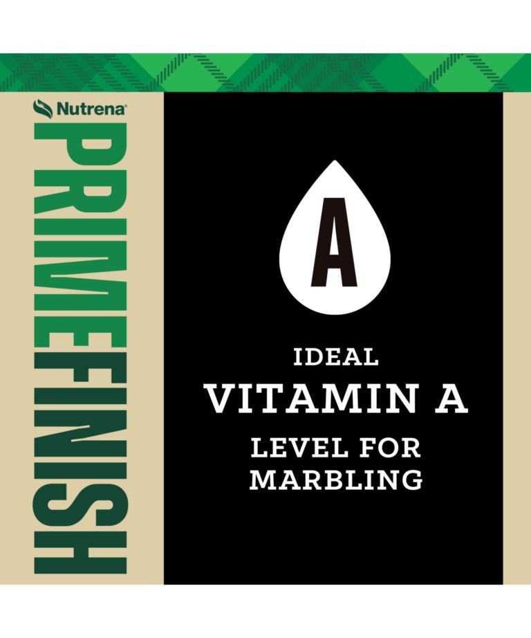NutreBeef Prime Finish with ideal vitamin A level for marbling
