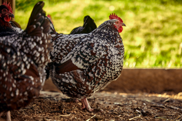flock of hens