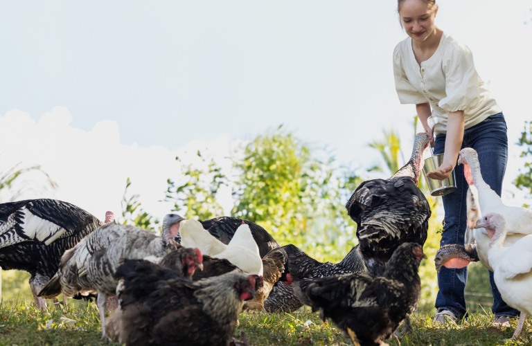 Nutrena NatureWise Harvest Blend being fed to flock of poultry