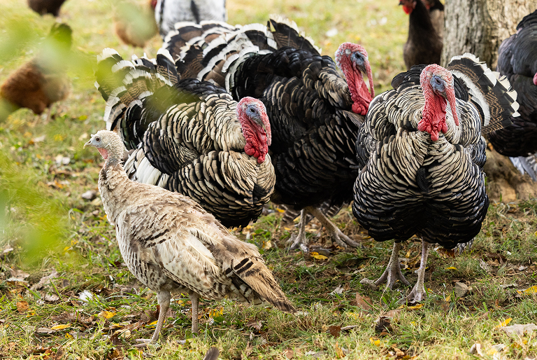 flock of turkeys