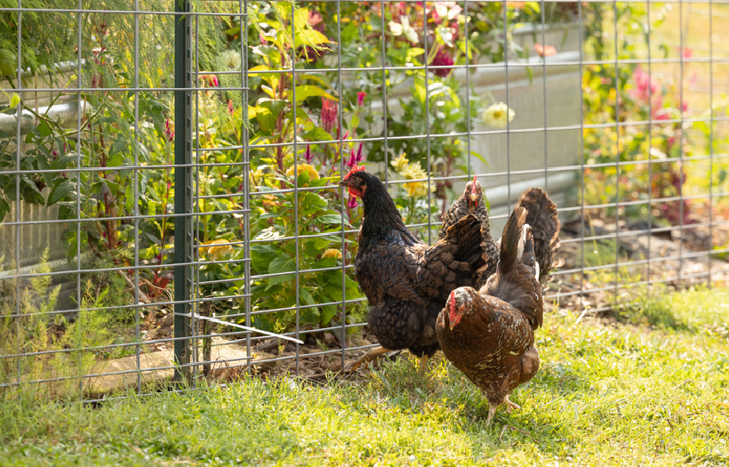 Two chickens grazing in front of a garden full or herbs and flowers. Showing the lifestyle supported through Nutrena NatureWise poultry feed which feature Herbal Blend. Herbal Blend is supporting herbs and essential oils for poultry health.