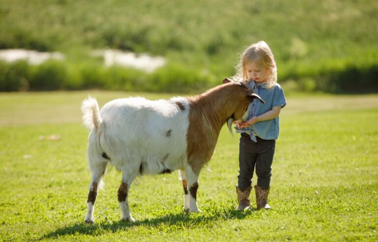 Little girl caring for a goat in a pasture while offering Nutrena goat feed, representing goat nutrition, feeding management, digestive health, urinary tract support, and best practices for maintaining healthy goats.
